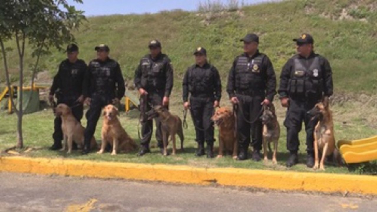 K9: la unidad canina que protege las cárceles mexicanas