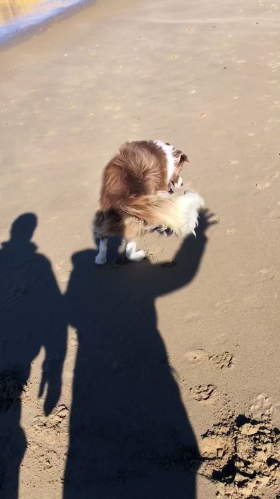 Border Collie Chases Shadow on Beach