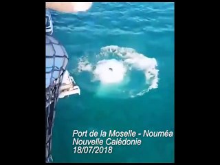Un militaire de la Marine nationale échappe (de peu) à l'attaque d'un... requin