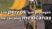 Los perros que protegen las cárceles mexicanas