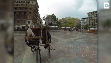 De la france à l'espagne, cet oiseau suit l'homme qui l'a sauvé