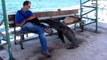 Aux Galapagos, les lions de mer ne sont pas timides.... Adorable