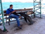 Aux Galapagos, les lions de mer ne sont pas timides.... Adorable