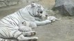 Une maman tigre blanche et ses 3 petits tigrons... Adorable