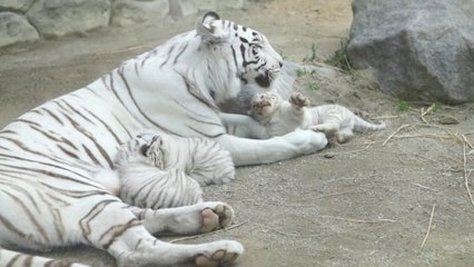 Une maman tigre blanche et ses 3 petits tigrons... Adorable