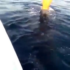 Il s'amuse à marcher sur le dos d'un requin-baleine