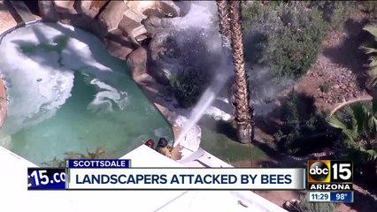 Landscapers attacked by bees in Scottsdale