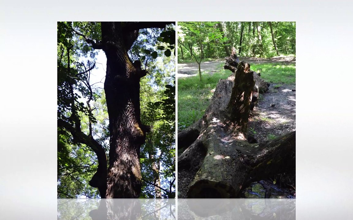 Parcul Natural Comana