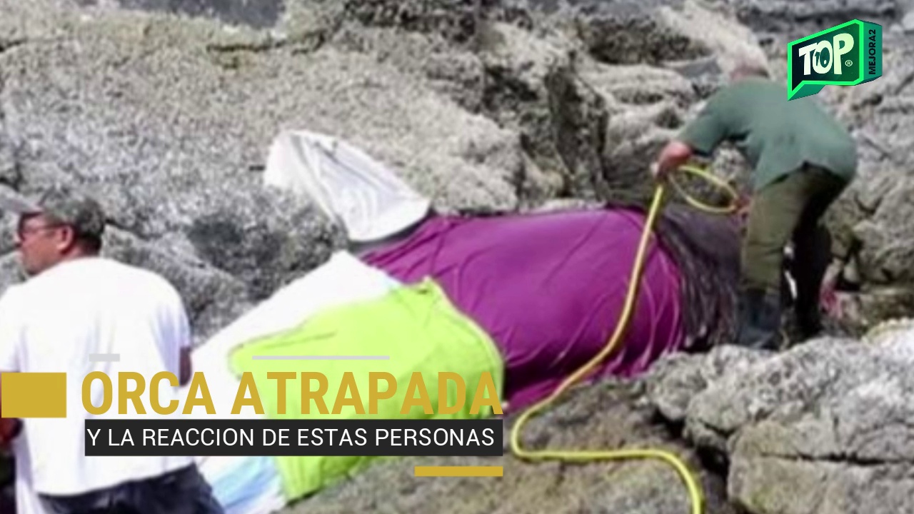 animales sorprendentes