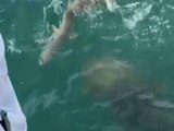 SHARK BECOMES SNACK! 500-pound goliath grouper eats shark as Florida fishermen watch - ABC15 Digital