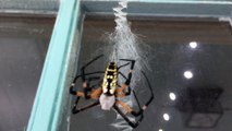 Terrifying Spider Mating Ritual