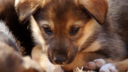 Training Husky Puppies to Become Sled Dogs