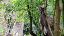 David Attenboroughs Natural Curiosities S04E06