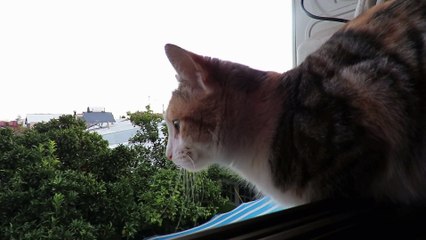 My Cat in 50 seconds