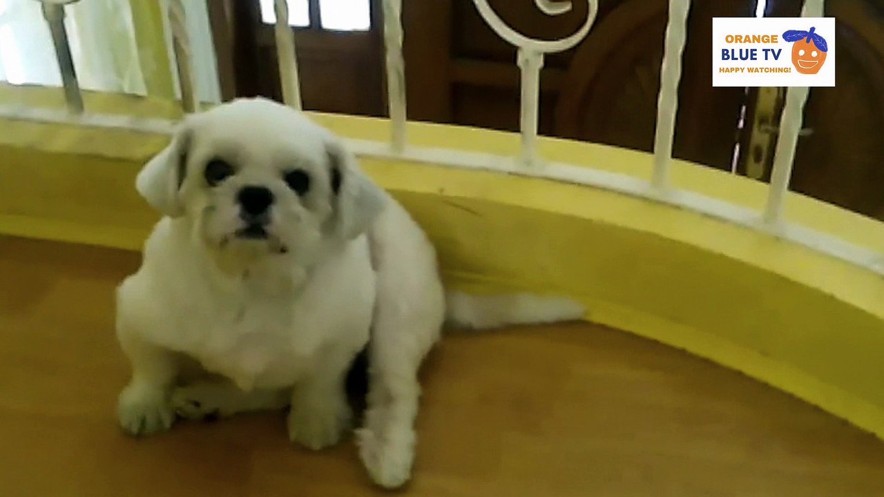 Kimmy, the cute dog! :)