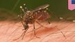 How mosquitoes transfer viruses and diseases to humans