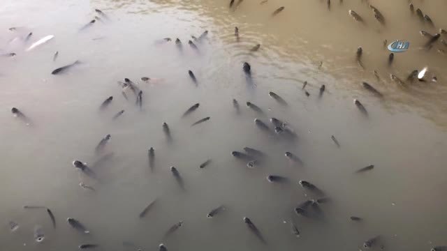 Baraj Önünde Sıkışan Balıklar Havasızlıktan Telef Oluyor