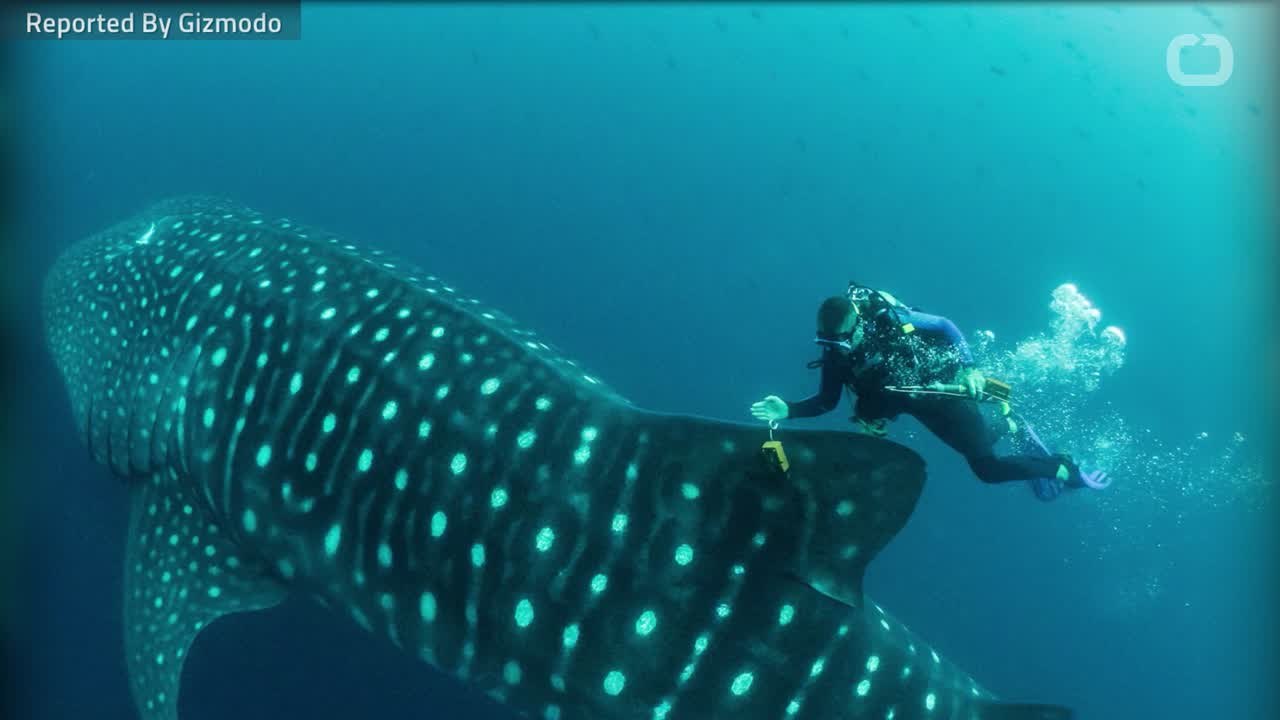 New Study Estimates Whale Sharks' Lifespan