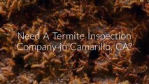 Insight Pest Management - Termite Inspection in Camarillo, CA
