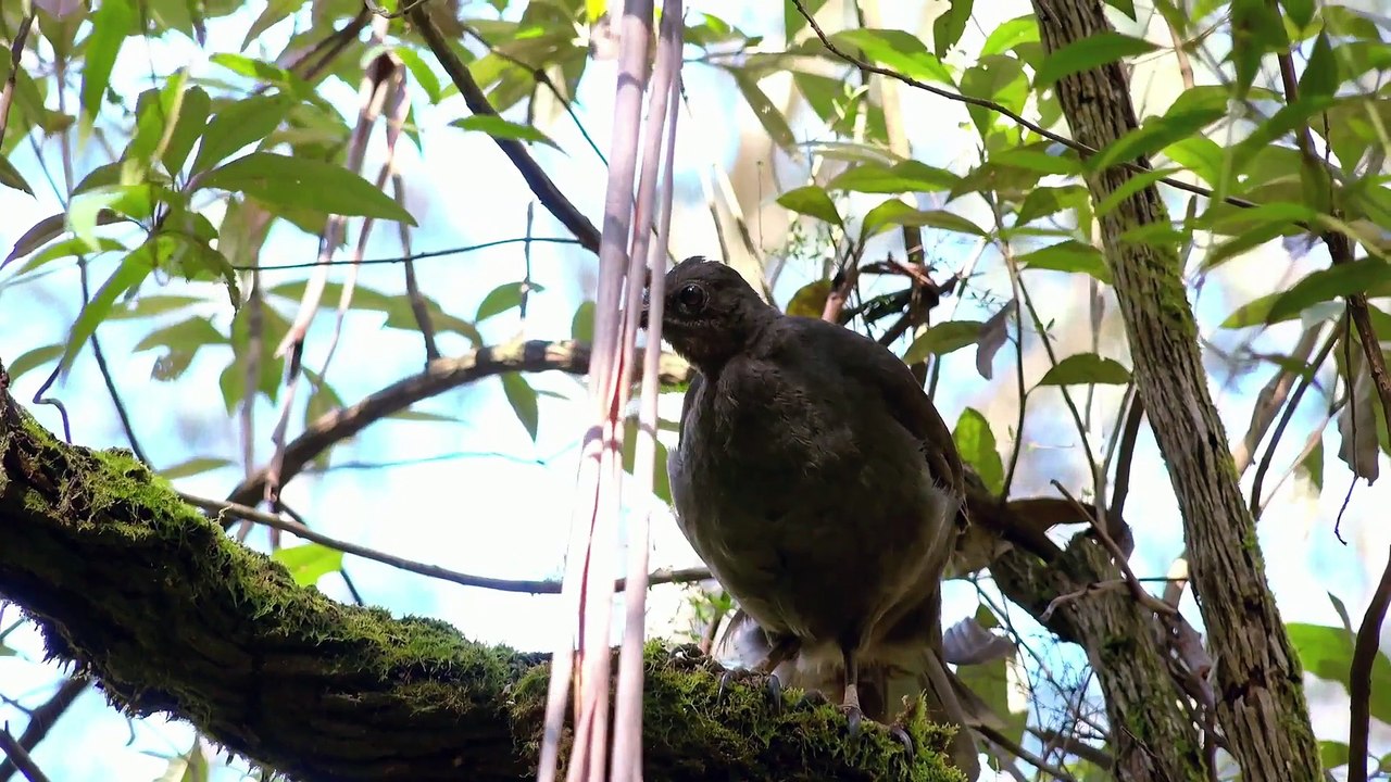 Wild Birds of Australia Series 1 4of4 Feathering the Nest video