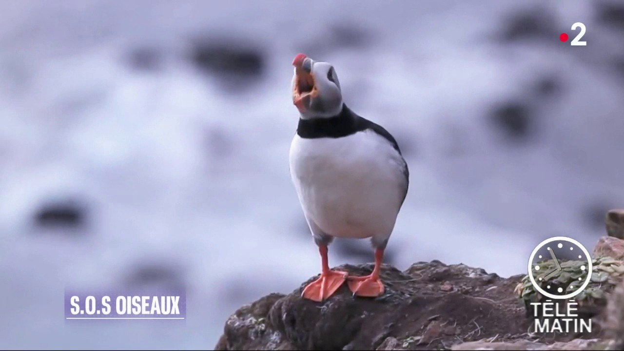 Faune - Un centre de soins pour oiseaux marins