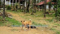 Affectionate bond- Puppy reunited with mother after separation