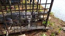 Crocodile rescue and wild release in Odisha India