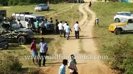 Fallen elephant in Tamil Nadu - a rescue story