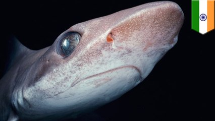 Researcher finds six male sharks pregnant.