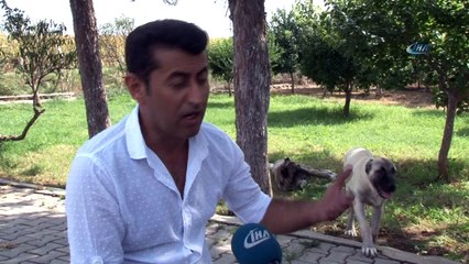 Bu köpeği bulana Antalya'da bir hafta tatil
