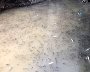 Baraj Önünde Sıkışan Balıklar Havasızlıktan Telef Oluyor