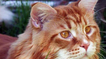 Omar, il gatto più lungo del mondo - Notizie.it