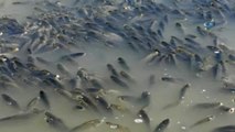 Baraj Önünde Sıkışan Balıklar Havasızlıktan Telef Oluyor