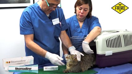 Limpieza bucal gatos. Problemas dentales gato.