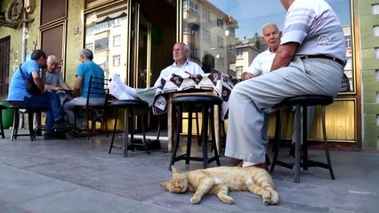 Kedi, Yavrusuna Havlayan Köpeğin Üzerine Sıçradı