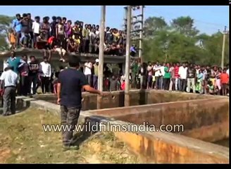 Leopard rescued from a Tea garden in West Bengal