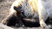 So cute! Two tiny Hyena cubs suckling on mommy in Kruger National Park.