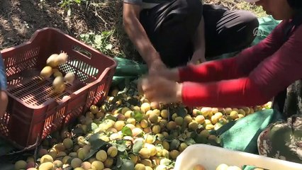 Anlaşmalı organik tarımla üreticinin yüzü güldü - MALATYA