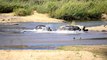 Epic... Hippo chase each other in the Sabie River in Kruger National Park