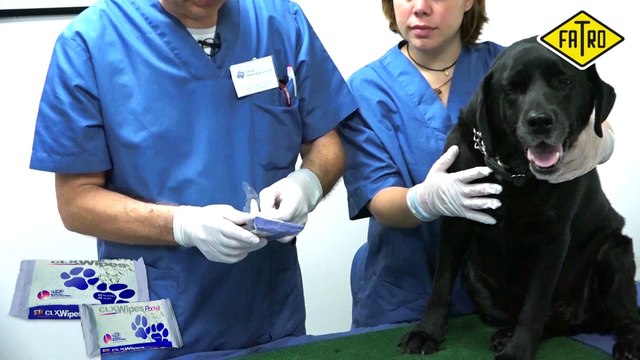 Dermatitis canina remedios. Otitis malassezia perros tratamiento.