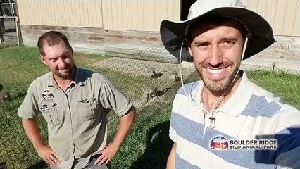 Boulder Ridge Wild Animal Park Baby Giraffe Update Video