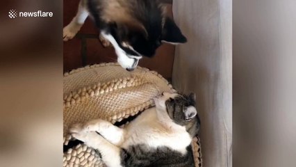 Nova the puppy is super-determined to play with Helmet the cat