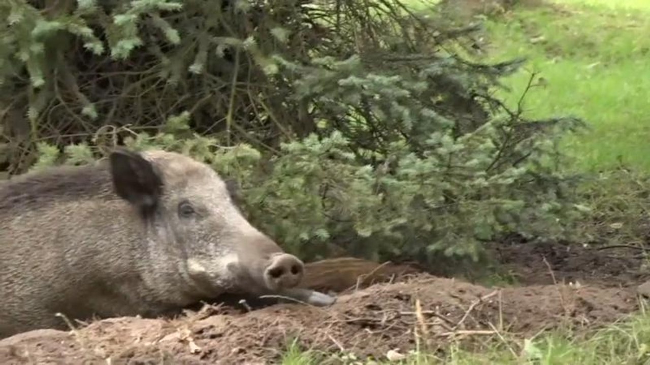 Danzig: Wildschweine machen es sich zwischen Wohnblocks bequem
