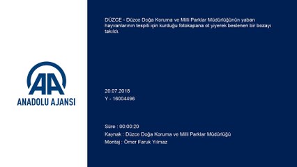 Ot yiyen bozayı fotokapana takıldı - DÜZCE