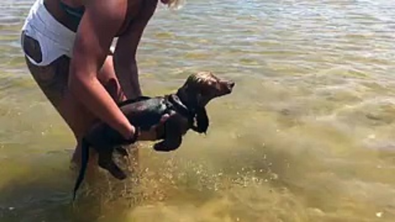 Mini Dachshund air-swims when held above water