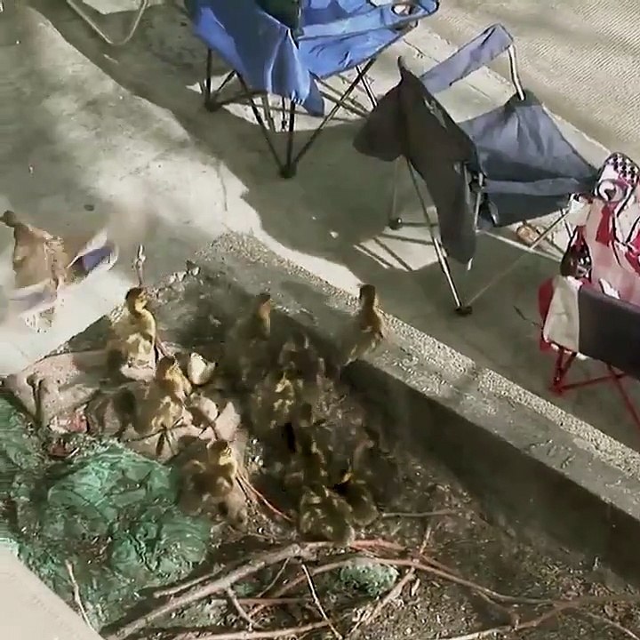 Un homme sauve des canetons d'une chute sur le béton !