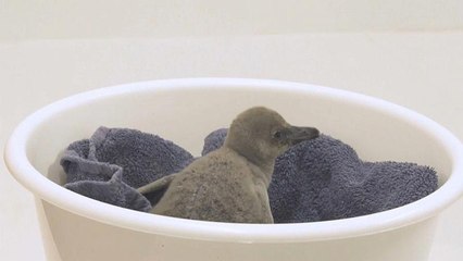 شاهد: إنقاذ فرخ بطريق انكسرت بيضته قبل الأوان في لندن