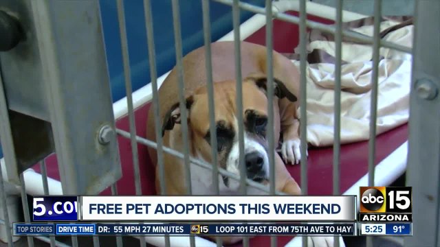 Free pet adoptions in the Valley this weekend