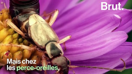 Mais à quoi les pinces du perce-oreille servent-elles ?