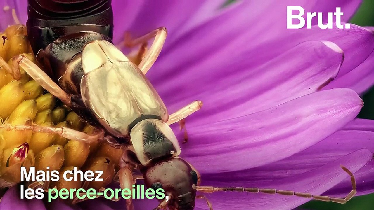 Mais à quoi les pinces du perce-oreille servent-elles ?
